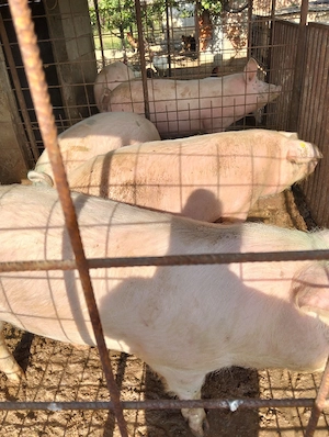 Porci de vânzare 