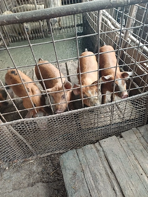 Vind 7 purcei duroc de 10 saptămini. - imagine 5