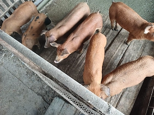 Vind 7 purcei duroc de 10 saptămini.
