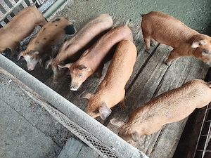 Vind 7 purcei duroc de 10 saptămini. - imagine 3