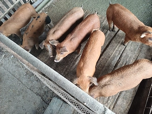 Vind 7 purcei duroc de 10 saptămini. - imagine 4