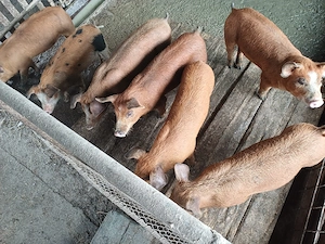 Vind 7 purcei duroc de 10 saptămini. - imagine 2