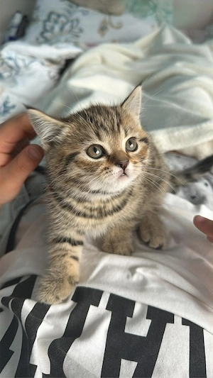 British shorthair tabby fetita  - imagine 3