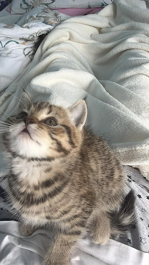 British shorthair tabby fetita  - imagine 4