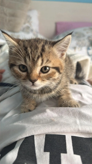British shorthair tabby fetita  - imagine 2