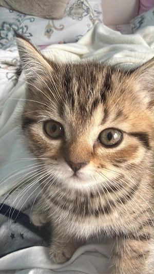 British shorthair tabby fetita  - imagine 5