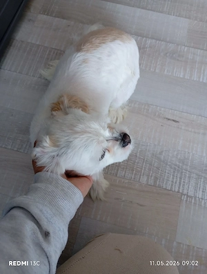 Shih Tzu de vânzare 