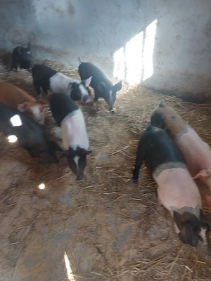 purcei de vanzare 