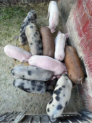 Vand 11 purcei de 7 saptamani