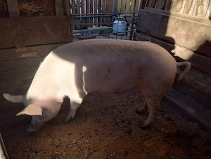 Scroafa de vânzare 