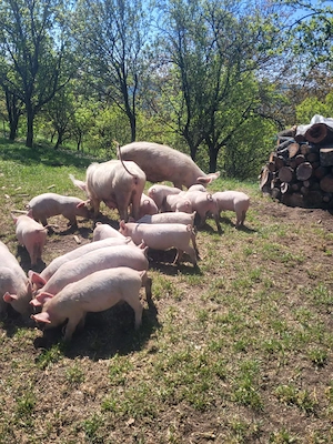 Purcei 8 săptămâni 