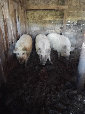 Vând porci mangalița Giurgiu