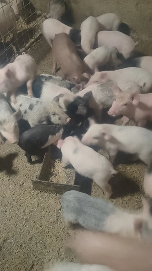 Purcei 250 lei bucata