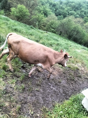 vînd vacă 