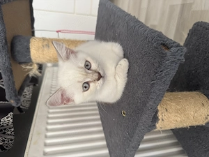 British shorthair pisicuta