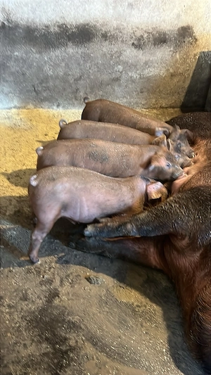 purcei duroc