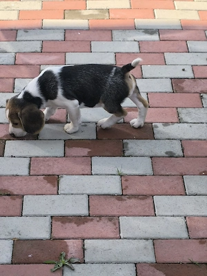 beagle tricolor 