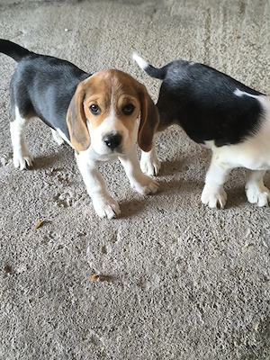 beagle tricolor  - imagine 5