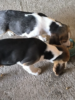 beagle tricolor  - imagine 3