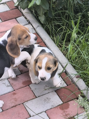 beagle 8 săptămâni  - imagine 4