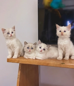 Puiuți Ragdoll 