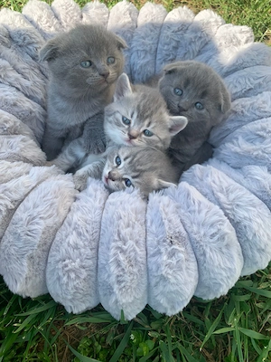 Scottish fold și British 
