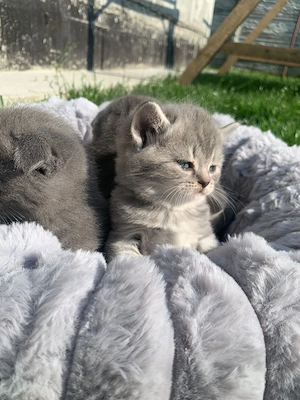 Scottish fold și British  - imagine 2