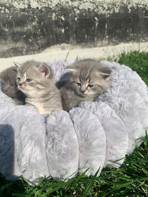 Scottish fold și British  - imagine 5