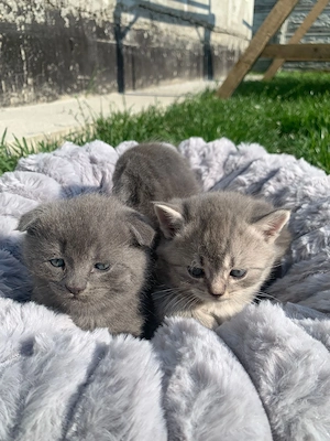 Scottish fold și British  - imagine 3