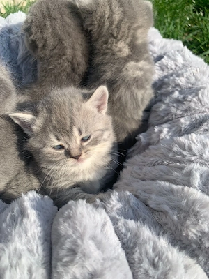 Scottish fold și British  - imagine 4