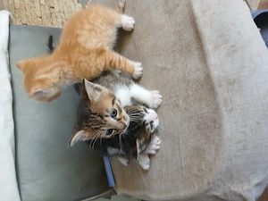 Adoptie pui de pisica