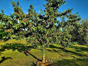 Toaletare în verde pomi fructiferi 