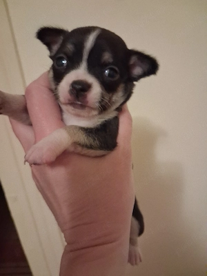 puiuti chihuahua  - imagine 2