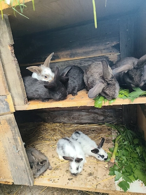 vand schimbcu diferite animale 