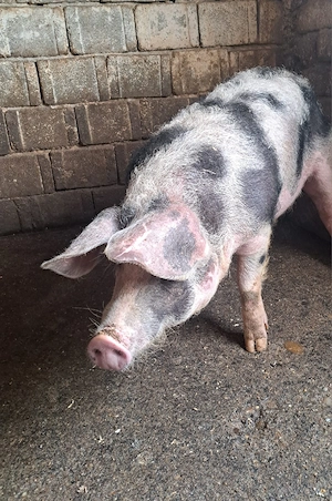 Porc de vînzare 