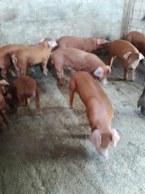 vand purcei duroc