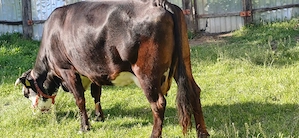 Vând vacă monta angus