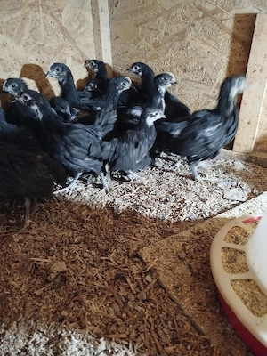 pui de găină australorp negru  - imagine 4