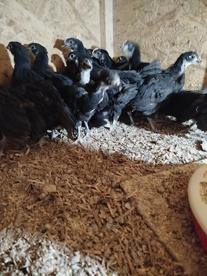 pui de găină australorp negru  - imagine 2
