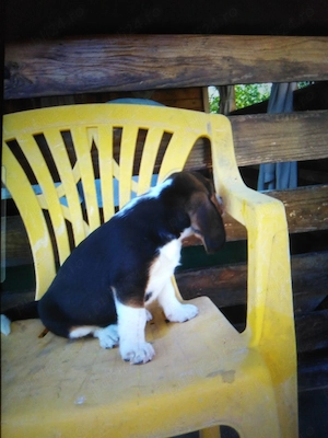 Beagle pui 2 luni  - imagine 2