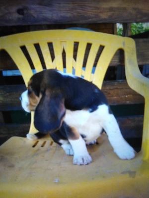 Beagle pui 2 luni 
