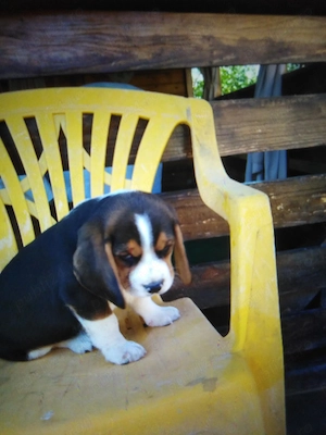 Beagle pui 2 luni  - imagine 3