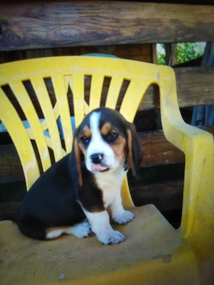 Beagle pui 2 luni  - imagine 4