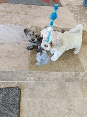 bichon , bichon havanez  - imagine 5