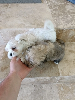 bichon , bichon havanez  - imagine 3