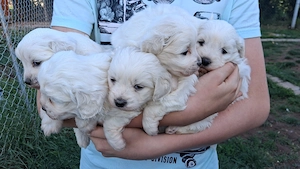 Cățeluși de bichon de vânzare 
