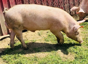 Vier de vanzare