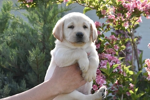 Canisa Clear Passion din Timisoara, vindem pui Labrador Retriever de calitate - imagine 2