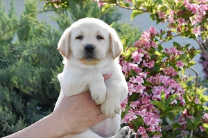 Canisa Clear Passion din Timisoara, vindem pui Labrador Retriever de calitate
