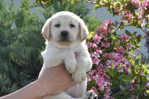 Canisa Clear Passion din Timisoara, vindem pui Labrador Retriever de calitate - imagine 3